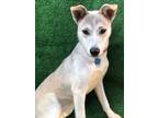 Adopt Luna a Tan/Yellow/Fawn Labrador Retriever / Coonhound (Unknown Type) /