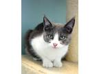 Adopt Mandy a Gray or Blue (Mostly) Domestic Shorthair (short coat) cat in Fort