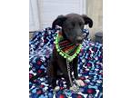 Adopt Doris a Black - with White Labrador Retriever dog in Langley