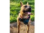 Adopt Kee a Tan/Yellow/Fawn - with Black American Staffordshire Terrier / French