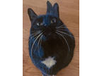 Adopt Bo a All Black Domestic Shorthair / Domestic Shorthair / Mixed cat in