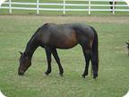 Adopt Bayo a Bay Grade / Mixed horse in Woodstock, IL (10872397)