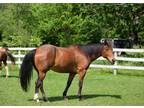 Adopt Byron a Bay Standardbred / Mixed horse in Woodstock, IL (17219294)