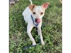 Adopt Soda a White - with Tan, Yellow or Fawn Australian Cattle Dog / Mixed dog