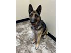 Adopt Dixie a Black - with Tan, Yellow or Fawn German Shepherd Dog / Mixed dog