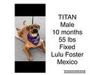 Adopt Titan a Tan/Yellow/Fawn Rhodesian Ridgeback / Brussels Griffon / Mixed dog