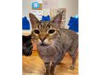 Adopt Casanova a Brown Tabby Domestic Shorthair (short coat) cat in Sheridan