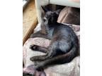 Adopt Reece a All Black Domestic Shorthair (short coat) cat in Toms River