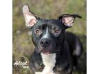 Adopt Bubba a Black - with White American Pit Bull Terrier / Mixed dog in Lyons