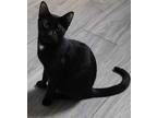 Adopt Syrah a Black (Mostly) American Shorthair (short coat) cat in Bethel