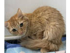 Adopt Flame a Orange or Red Domestic Longhair / Domestic Shorthair / Mixed cat
