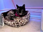 Adopt Callie a Tortoiseshell Domestic Shorthair (short coat) cat in Houston