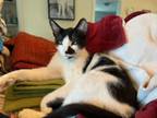 Adopt Cleo a White Domestic Shorthair (short coat) cat in Agua Dulce