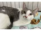 Adopt Clara a White Domestic Shorthair cat in Panama City Beach, FL (35239778)