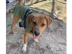 Adopt Canela a Brown/Chocolate Coonhound / Mixed Breed (Medium) / Mixed dog in