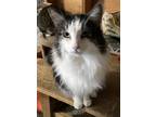 Adopt Apollo a Brown Tabby Domestic Longhair (long coat) cat in San Bernardino