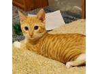 Adopt Valencia Orange a Orange or Red Manx / Mixed cat in Tallahassee