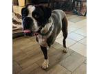 Adopt Mulligan a Brindle Boxer / Mixed dog in Tulsa, OK (37903990)