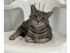Adopt Spicey a Gray, Blue or Silver Tabby Domestic Shorthair / Mixed (short