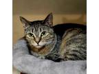 Adopt Zarina a Brown or Chocolate Domestic Shorthair / Mixed cat in Hopkins