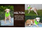 Adopt Hilton a White Catahoula Leopard Dog / Mixed dog in SEAGOVILLE