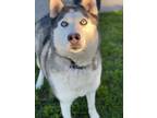 Adopt Akira a Gray/Silver/Salt & Pepper - with White Husky / Mixed dog in Chico