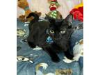 Adopt LEONARDO a American Shorthair