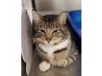 Adopt Kelso a Gray, Blue or Silver Tabby Domestic Shorthair / Mixed (short coat)