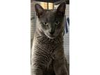 Adopt Harry a Gray or Blue Russian Blue (short coat) cat in High Springs