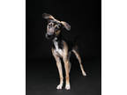 Adopt Ace a Brown/Chocolate Anatolian Shepherd / Mixed dog in Wausau