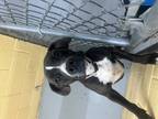 Adopt LULU a Black Labrador Retriever / Hound (Unknown Type) / Mixed dog in