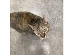 Adopt Donkee a Brown Tabby Domestic Shorthair / Mixed (short coat) cat in