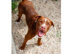 Adopt Wazowski (Underdog) a Brown/Chocolate Terrier (Unknown Type
