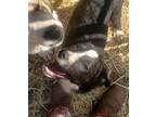 Adopt 3 border collie girls a Black - with White Border Collie / Mixed dog in