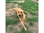 Adopt Addie a Tan/Yellow/Fawn Coonhound / Mixed dog in Seguin, TX (37904835)