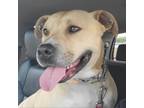 Adopt Pretzel a Tan/Yellow/Fawn American Staffordshire Terrier / Mixed dog in St