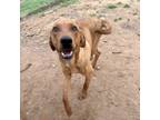 Adopt Achilles a Red/Golden/Orange/Chestnut Coonhound / Mixed dog in Seguin