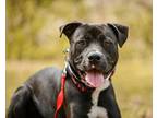 Adopt Stanley a White American Pit Bull Terrier / Labrador Retriever / Mixed dog
