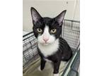 Adopt Genesis a All Black Domestic Shorthair / Domestic Shorthair / Mixed cat in
