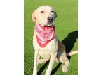 Adopt Whitney a Tan/Yellow/Fawn Labrador Retriever / Mixed dog in Kiln