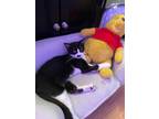 Adopt KIWI a Black & White or Tuxedo Domestic Shorthair (short coat) cat in