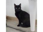 Adopt Sushi a All Black Domestic Shorthair / Mixed (short coat) cat in Geneseo