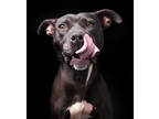 Adopt Kate a Black American Pit Bull Terrier / Mixed Breed (Medium) / Mixed