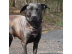 Adopt Grover a Black Mixed Breed (Medium) / Mixed dog in Monroeville