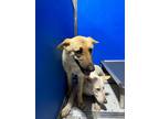Adopt Dixie a Tan/Yellow/Fawn German Shepherd Dog dog in Whiteville