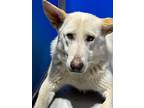 Adopt Angel a White German Shepherd Dog dog in Whiteville, NC (37679192)
