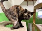 Adopt Louise a Tortoiseshell Domestic Shorthair / Mixed (short coat) cat in