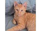 Adopt Soba a Orange or Red Domestic Shorthair / Mixed cat in Madison