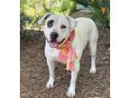 Adopt Paloma a White - with Black American Staffordshire Terrier / Labrador
