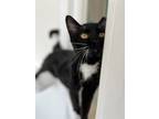 Adopt Purrloin a All Black Domestic Shorthair / Domestic Shorthair / Mixed cat